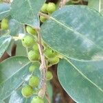 Ficus pertusa Fruit