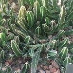 Stapelia grandiflora Leaf