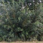 Salix viminalis Συνήθη χαρακτηριστικά