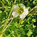 Saxifraga cespitosa Цвят