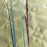Carex rostrata Kvet