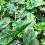 Philodendron hastatum Hoja