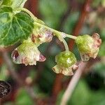 Ribes nigrum Blüte