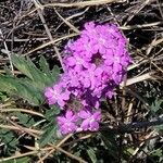 Verbena bipinnatifida Цвят