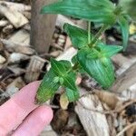 Collinsia bartsiifolia Φύλλο