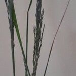 Eragrostis curvula പുഷ്പം