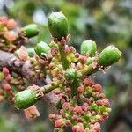 Spondias purpurea Fruit