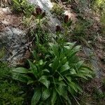 Gentiana purpurea عادت داشتن