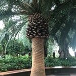 Phoenix canariensis Агульны выгляд