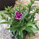 Dianthus chinensis Fuelha