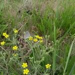 Potentilla argentea Habit