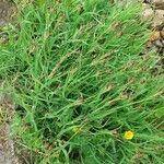 Luzula alpinopilosa Hábito