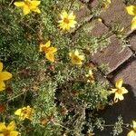 Bidens ferulifolia Blüte