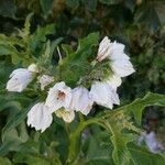 Solanum carolinense Blüte