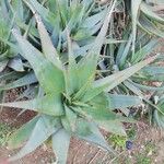 Aloe glauca Лист