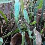 Galanthus elwesii Blad