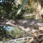 Leptolaena arenaria Bark