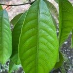 Myristica fragrans Yaprak