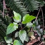 Pericallis appendiculata Leaf