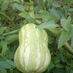 Cucurbita moschata 果実