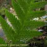 Thelypteris pozoi Leaf