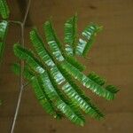 Pseudopiptadenia psilostachya Yaprak