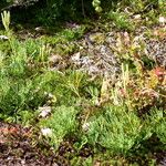 Lycopodium tristachyum Habitatea