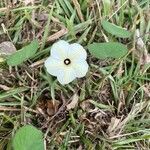 Ipomoea obscura Flower