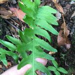 Polypodium californicum Hoja