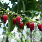 Agarista salicifolia Flower