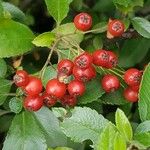 Sorbus aria Frucht