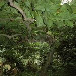 Coffea canephora Blad