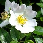 Rosa arvensisFlower