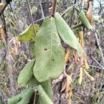 Ficus glumosa Leaf