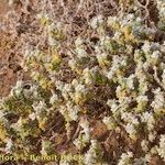 Polycarpaea nivea Corteza