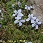 Lobelia pedunculata Habit