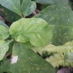 Brunfelsia latifolia Leaf