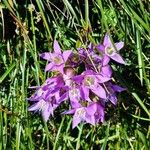 Gentianella germanica Flor