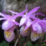 Calypso bulbosa Flor