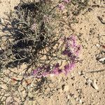 Limonium tuberculatum Hábito