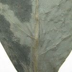 Neea floribunda Other