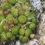 Sempervivum globiferum Leaf