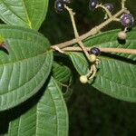 Miconia ibaguensis List