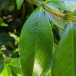 Trachelospermum jasminoides Blad