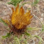 Carlina corymbosa Blüte