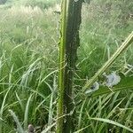 Cirsium palustre Cortiza