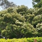 Melaleuca linariifolia Leaf