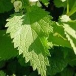 Lamium album Leht