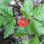 Rubus saxatilis 果實