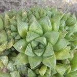 Haworthia cymbiformisЛисток